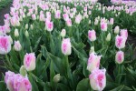 [Huis ten bosch 010.JPG]